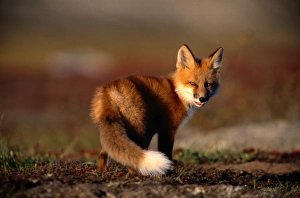 The most widespread and probably most adaptable of all carnivores. An opportunistic hunter The most widespread and probably most adaptable of all carnivores. An opportunistic hunter