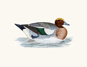 <b class=qtipBold><figcaption>Wigeon Duck Waterfowl bird</figcaption></b><br>A photograph of an original hand-colored engraving from The History of British Birds by Morris published in 1853-1891.<br><em>© mashuk</em> Wigeon Duck Waterfowl bird