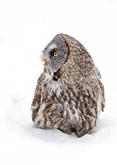 <b class=qtipBold><figcaption>Call of the wild</figcaption></b><br>Great grey owl calls out<br><em>© Jim Cumming</em> Call of the wild