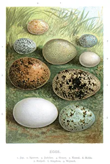 <b class=qtipBold><figcaption>Wild Birds Eggs</figcaption></b><br>Vintage lithograph from 1883 of qild birds eggs. Tge Jay, Sparrow, Jackdaw, Grouse, Kestrel, Robin, Redpoll, Ringdove and Wryneck<br><em>© Duncan Walker</em> Wild Birds Eggs