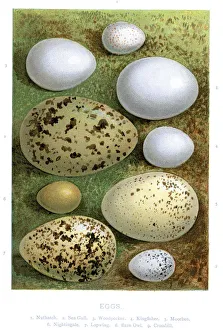 Wild Birds Eggs Wild Birds Eggs