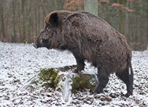 Wild Boar -Sus scrofa-, boar with winter coat, on a tree stump, captive, Bavaria, Germany Wild Boar -Sus scrofa-, boar with winter coat, on a tree stump, captive, Bavaria, Germany