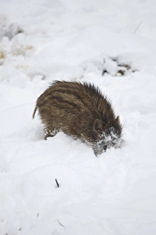 Wild boar -Sus scrofa- piglet burrowing in the snow, Allgau, Swabia, Bavaria, Germany Wild boar -Sus scrofa- piglet burrowing in the snow, Allgau, Swabia, Bavaria, Germany