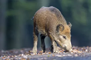 Wild Boar -Sus scrofa-, Vulkaneifel district, Rhineland-Palatinate, Germany Wild Boar -Sus scrofa-, Vulkaneifel district, Rhineland-Palatinate, Germany