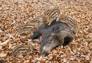 Wild Boars -Sus scrofa-, sow with suckling piglets, captive, North Rhine-Westphalia Wild Boars -Sus scrofa-, sow with suckling piglets, captive, North Rhine-Westphalia