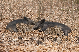 Wild Boars -Sus scrofa-, two sows with suckling piglets, captive, North Rhine-Westphalia Wild Boars -Sus scrofa-, two sows with suckling piglets, captive, North Rhine-Westphalia