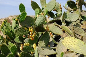 Wild cactuses hiding the Crusader church Wild cactuses hiding the Crusader church