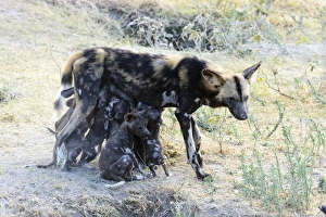 Wild dog (Lycaon pictus) nursing puppies, Ngorongoro Crater Conservation Area Wild dog (Lycaon pictus) nursing puppies, Ngorongoro Crater Conservation Area