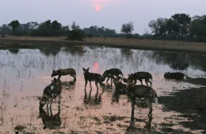 Wild Dog (Lycaon pictus) Pack at Waters Edge at Sunset Wild Dog (Lycaon pictus) Pack at Waters Edge at Sunset