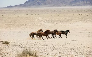 Images Dated 19th December 2009: Wild Feral Horses of the Namib Desert near Garub, Namibia