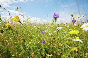 Images Dated 31st August 2018: Wild flower meadow against sky in summer
