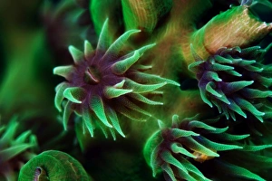 <b class=qtipBold><figcaption>Wild flowers</figcaption></b><br>Underwater close-up. Green actinia coral.<br><em>© Andrey Narchuk</em> Wild flowers