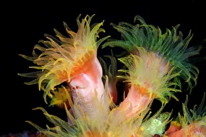 <b class=qtipBold><figcaption>Wild flowers</figcaption></b><br>Underwater. Night dive. Actinia.<br><em>© Andrey Narchuk</em> Wild flowers