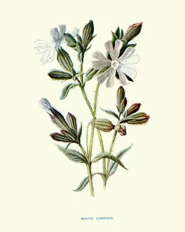 Campion Gallery: Wild Flowers, White campion, Silene latifolia, dioecious flowering plant