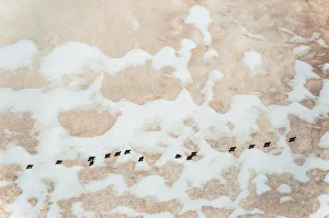 Wild goats walking on snow slope of a mountain Wild goats walking on snow slope of a mountain