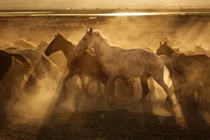 Wild horses of Cappadocia at sunset with beautiful sands, running and guided by a cawboy Wild horses of Cappadocia at sunset with beautiful sands, running and guided by a cawboy