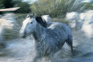<b class=qtipBold><figcaption>Wild Horses (Equus Caballus) France</figcaption></b><br><em>© This content is subject to copyright.</em> Wild Horses (Equus Caballus) France