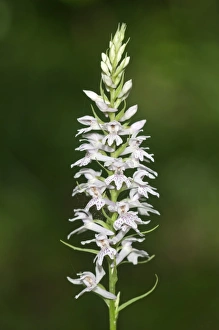 Wild Orchid -Dactylorhiza saccifera-, Lake Kerkini area, Greece, Europe Wild Orchid -Dactylorhiza saccifera-, Lake Kerkini area, Greece, Europe