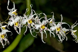 Wild Orchid flower -Odontoglossum sp.-, Tandayapa region, Andean cloud forest, Ecuador Wild Orchid flower -Odontoglossum sp.-, Tandayapa region, Andean cloud forest, Ecuador