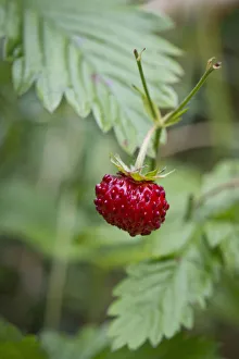 Wild strawberry, woodland strawberry -Fragaria vesca-, Stuttgart, Baden-Wuerttemberg Wild strawberry, woodland strawberry -Fragaria vesca-, Stuttgart, Baden-Wuerttemberg
