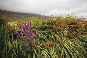 wild summer flowers beside kerry mountains on the ring of kerry in munster region wild summer flowers beside kerry mountains on the ring of kerry in munster region