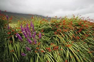 Images Dated 9th December 2010: wild summer flowers beside kerry mountains on the ring of kerry in munster region