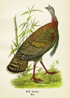 Wild Turkey Gallery: Wild turkey bird lithograph 1890