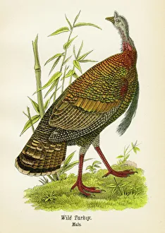 Wild Turkey Gallery: Wild turkey bird lithograph 1890