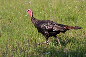 Wild turkey running (Meleagris gallopavo) Wild turkey running (Meleagris gallopavo)