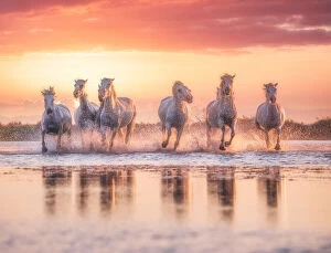 Images Dated 17th April 2020: Wild White Horses of Camargue running in water during idyllic sunset