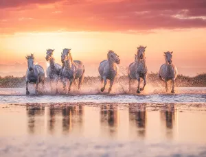 Wild White Horses of Camargue running in water during idyllic sunset Wild White Horses of Camargue running in water during idyllic sunset