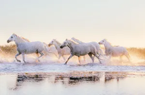 Wild White Horses of Camargue running in water at sunset Wild White Horses of Camargue running in water at sunset