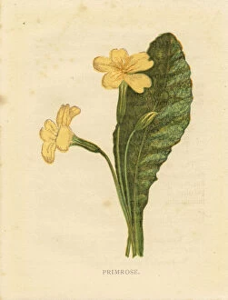 Primula Vulgaris Gallery: Wild yellow primrose Victorian botanical print by Anne Pratt