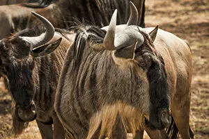 Ngorongoro Conservation Area 32 Collection: Wildabeast