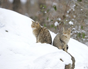 Wildcat -Felis silvestris-, juveniles in winter Wildcat -Felis silvestris-, juveniles in winter