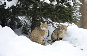 Wildcat -Felis silvestris-, juveniles in winter in front of den Wildcat -Felis silvestris-, juveniles in winter in front of den