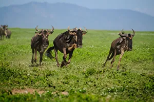 <b class=qtipBold><figcaption>Wildebeest on the Move</figcaption></b><br>Serengeti, Tanzania<br><em>© Altai World Photography</em> Wildebeest on the Move