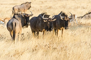 Wildebeest -Connochaetes taurinus-, group in steppe grass, Etosha National Park, Namibia Wildebeest -Connochaetes taurinus-, group in steppe grass, Etosha National Park, Namibia