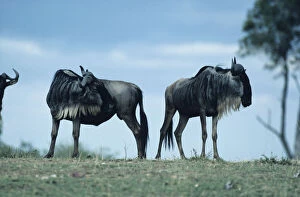 Images Dated 13th February 2006: Wildebeest (Connochaetes taurinus), Masai Mara National Reserve, Kenya