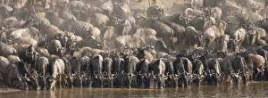 Wildebeest (Connochaetes taurinus) drinking Wildebeest (Connochaetes taurinus) drinking
