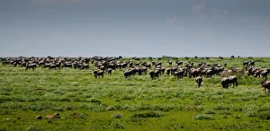 <b class=qtipBold><figcaption>Wildebeest Herd</figcaption></b><br>Serengeti, Tanzania<br><em>© Altai World Photography</em> Wildebeest Herd