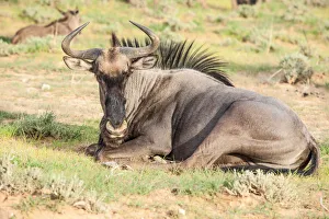 The wildebeests, also called gnus, or wildebai, are a genus of antelopes, Connochaetes The wildebeests, also called gnus, or wildebai, are a genus of antelopes, Connochaetes