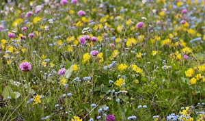 Wildflower meadow in the Dolomiti di Sesto National Park, Sexten Dolomites, Hochpustertal Wildflower meadow in the Dolomiti di Sesto National Park, Sexten Dolomites, Hochpustertal