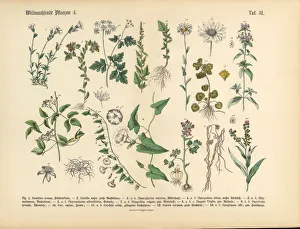 Wildflower and Medicinal Herbal Plants, Victorian Botanical Illustration Wildflower and Medicinal Herbal Plants, Victorian Botanical Illustration