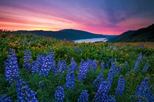 Wildflower Sunrise Wildflower Sunrise