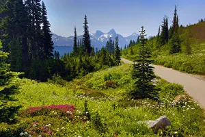 Wildflowers bloom along Skyline Trail, Mount Rainier National Park, Washington State, USA Wildflowers bloom along Skyline Trail, Mount Rainier National Park, Washington State, USA