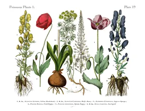 What's New: Flower Art Collection