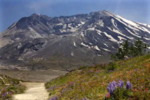 Wildflowers: Red Indian Paintbrush, Purple Lupine and Larkspur with Mount St. Helens in background in Mount St Wildflowers: Red Indian Paintbrush, Purple Lupine and Larkspur with Mount St. Helens in background in Mount St
