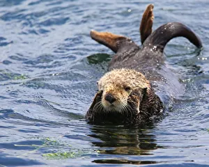 <b class=qtipBold><figcaption>Wildlife</figcaption></b><br>Oh, dear! Sea otter looking as if it is thinking. Paws on the sides of its head. Morro Bay, California<br><em>© Maureen Sullivan argiopephoto.com</em> Wildlife