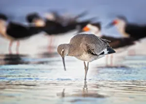 A Willet Bird in Early Morning with Black Skimmers at Fort Myers Beach, Florida A Willet Bird in Early Morning with Black Skimmers at Fort Myers Beach, Florida